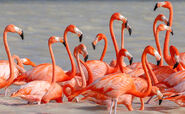 American Flamingoes