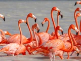 American Flamingo