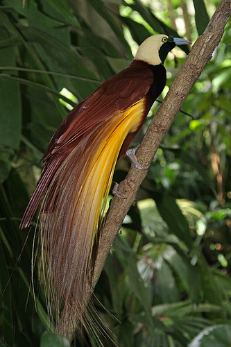 Greater Bird-of-Paradise