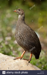 Cape-spurfowl-pternistis-capensis-kirstenbosch-national-botanical-D7PH3C