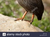 Cape Spurfowl