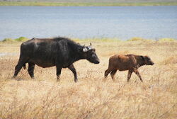 Cape Buffalo calf