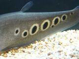 Clown Knifefish