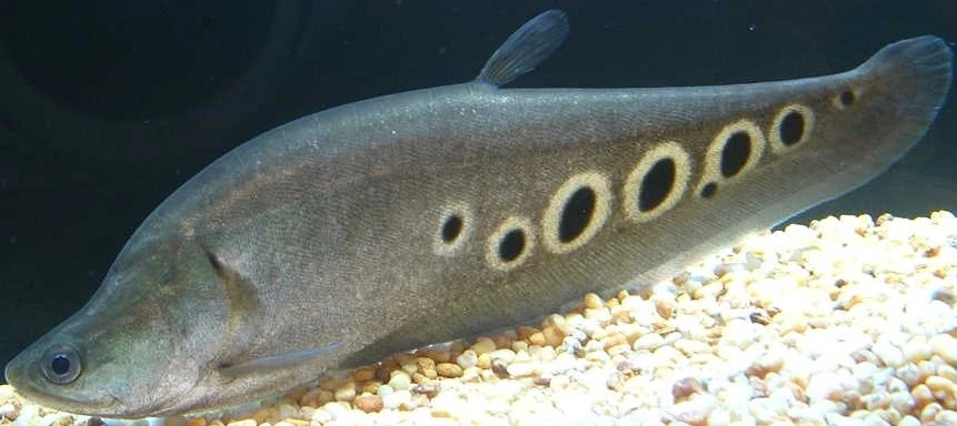 african clown knife fish