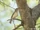 Common Newtonia