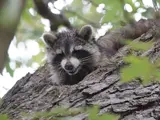 Raccoon