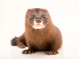 European Mink