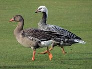 Immature with Greater White-fronted Goose