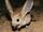 Long-eared Jerboa