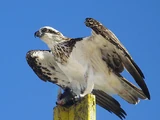 Osprey