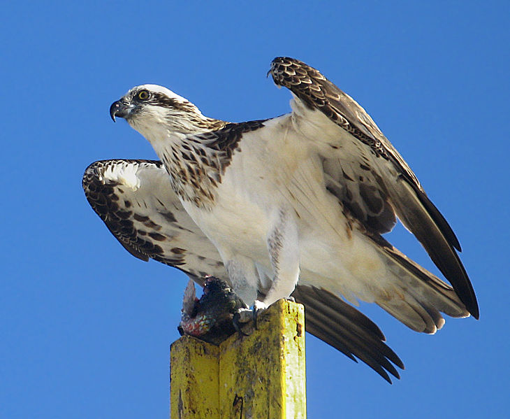 Osprey also called sea hawk, river hawk, and fish hawk, is a diurnal, fish-eating  bird of prey with a cosmopolitan range. Ospreys are unu