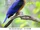 Black-capped Kingfisher