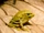Forest Stubfoot Toad