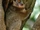 Lepilemuridae