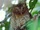 Sokoke Scops Owl