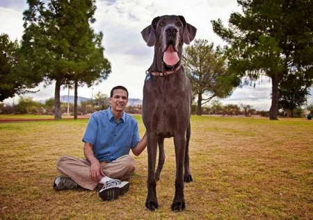 the biggest dog in the world