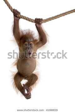 Baby-sumatran-orangutan-hanging-on-600w-41080039