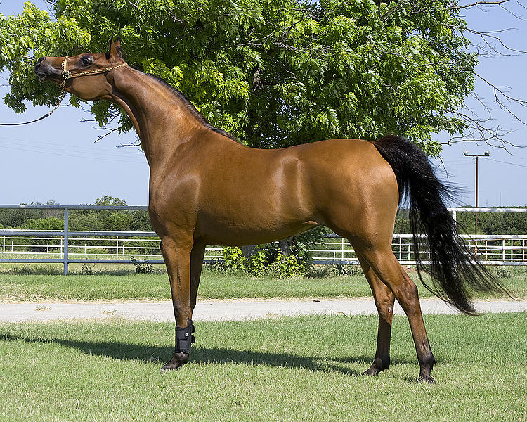 Carriage Driving & Pleasure Driving - The British Association for the Pure  Bred Spanish Horse