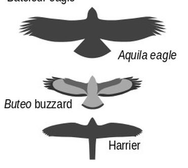 Definition & Meaning of Bird of prey