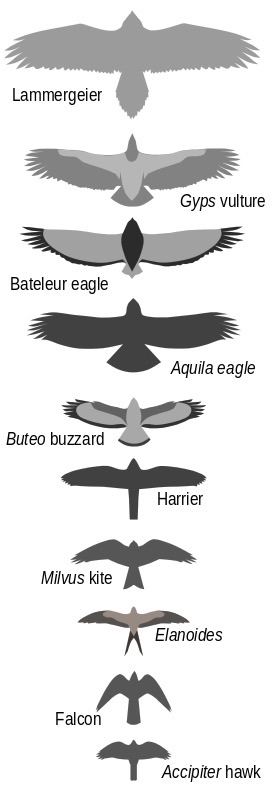 Characteristics of Birds of Prey