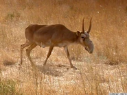 Saiga Antelope 4.jpg (54 KB)