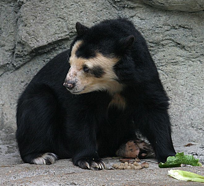 spectacled bear habitat