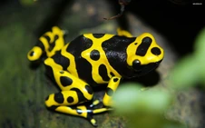 Yellow-BandedPoisonDartFrog-1.jpg