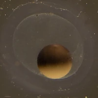 Axololtl Egg