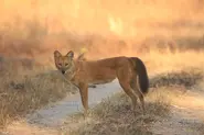Dhole30.webp (84 KB)