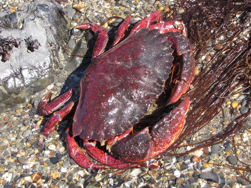 Red Rock Crab, Animal Database