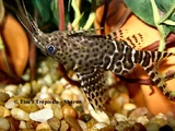 Blotched Upside-down Catfish