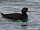 Black Scoter