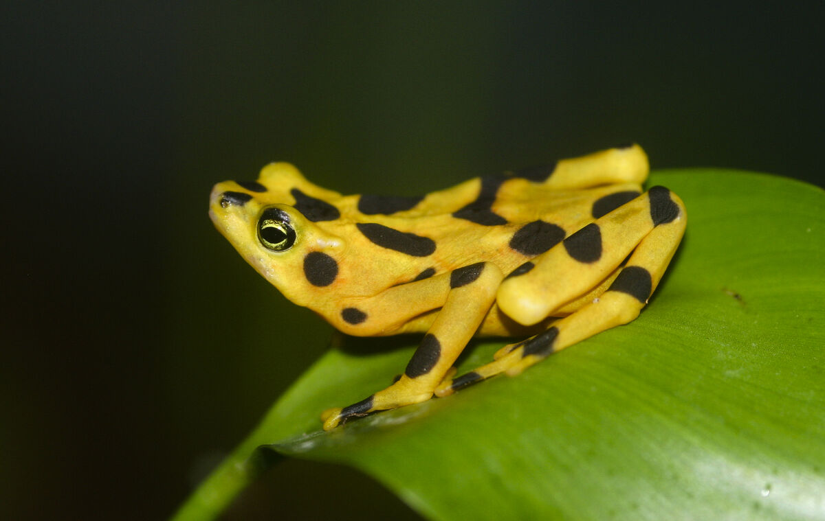 In the Face of Urbanization, the Green Frog Seems to Be the Most