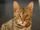 Bengal Cat