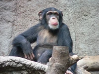Common Chimp