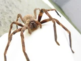 Huntsman spider