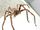 Huntsman spider