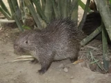 Philippine Porcupine