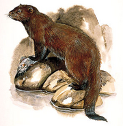 Sea Mink illustration