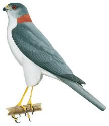 イギリス 英国 アボッツバリー白鳥飼養所600年 5種完 NH - メルカリ