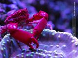 Ruby Red Mithrax Crab