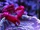 Ruby Red Mithrax Crab