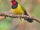 Doherty's Bushshrike