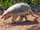 Giant Armadillo