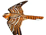 Black-shouldered Nightjar