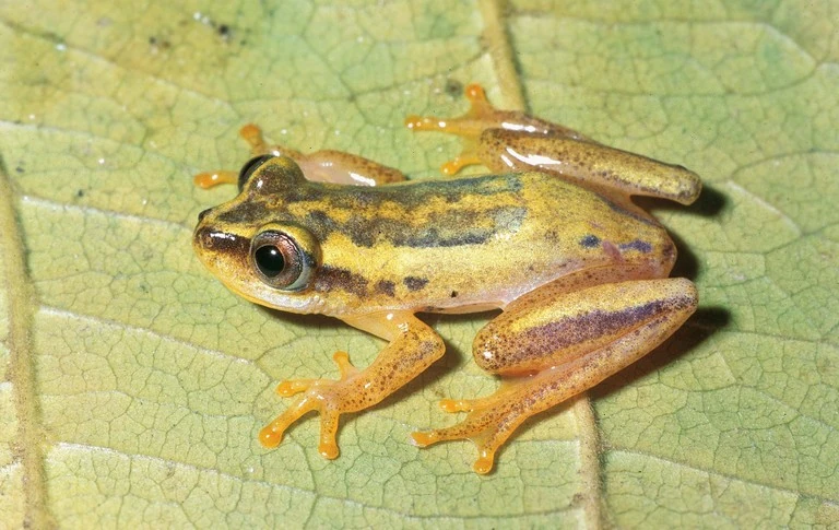 Heterixalus variabilis Animal Database Fandom