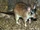 Malagasy Giant Rat