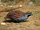 Madagascan Partridge