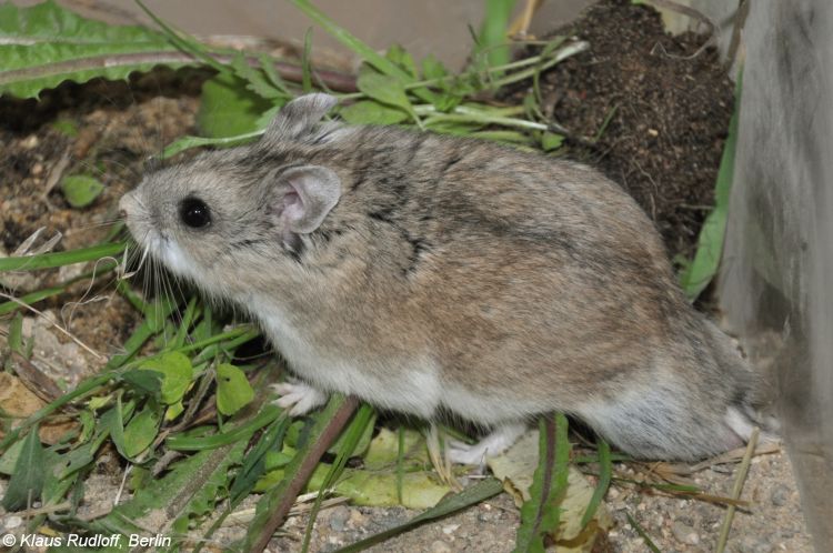 Dwarf Hamster Animal Facts  Cricetulus barabensis - A-Z Animals