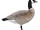 Bering Cackling Goose